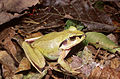 Aglyptodactylus madagascariensis