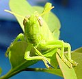 Orthoptera(unidentified)02.jpg