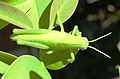 Orthoptera(unidentified)01.jpg