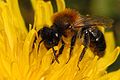 Andrena thoracica