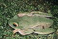 Boophis albilabris