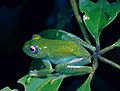 Boophis andreonei