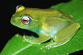 Boophis ankaratra