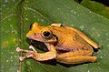 Boophis brachychir