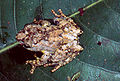 Boophis lichenoides