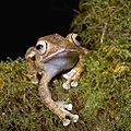 Boophis madagascariensis