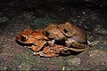 Boophis madagascariensis