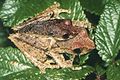 Boophis reticulatus