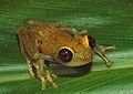 Boophis viridis