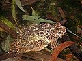 Bufo siculus