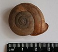 Chilostoma macrostoma1.jpg