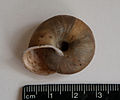 Chilostoma macrostoma2.jpg