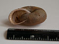 Chilostoma macrostoma3.jpg