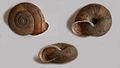 Chilostoma macrostoma4.jpg