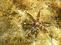 Coscinasterias tenuispina