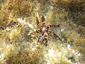 Coscinasterias tenuispina Linosa 207.jpg