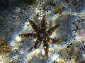 Coscinasterias tenuispina Linosa 209.jpg