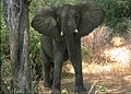 Elefante Lake Manyara Park.jpg