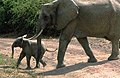 Elefante Lake Manyara Park2.jpg