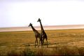 Giraffe Lake Manyara Park.jpg