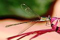 Lestes viridis