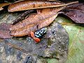 Mantella bernhardi