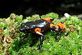 Mantella cowanii