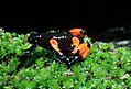 Mantella cowanii