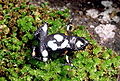 Mantella cowanii