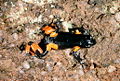 Mantella cowanii