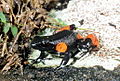 Mantella cowanii