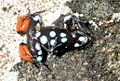 Mantella cowanii