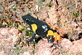 Mantella cowanii