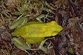 Mantella viridis