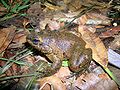 Mantidactylus guttulatus