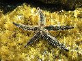 Marthasterias glacialis Linosa 066.jpg