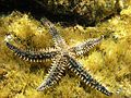 Marthasterias glacialis Linosa 067.jpg