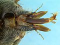 Mouthparts detail