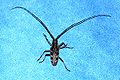 Monochamus galloprovincialis 004.JPG