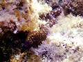 Muraena helena Addaura 0398.JPG