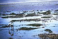 Ngorongoro flamingoes.jpg