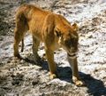 Ngorongoro lioness.jpg