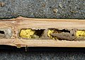 Osmia rufa nest