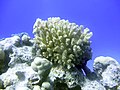 Pocillopora verrucosa 428.JPG