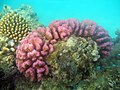 Pocillopora verrucosa Sernaka 542.JPG