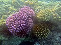 Pocillopora verrucosa Sernaka 543.jpg