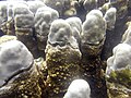 Porites e Montipora 684.JPG