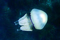 Rhizostoma pulmo 0127.JPG