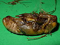 pupa