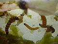 Larvae